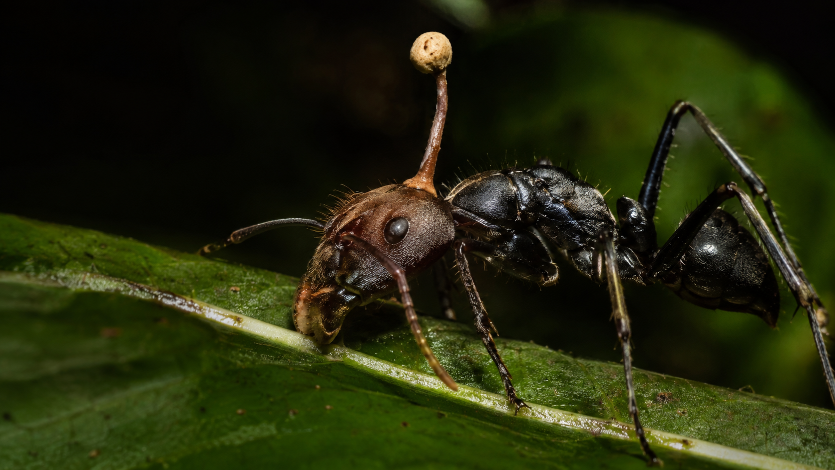 The Mind-Controlling Fungus: Nature's Real-Life Zombies